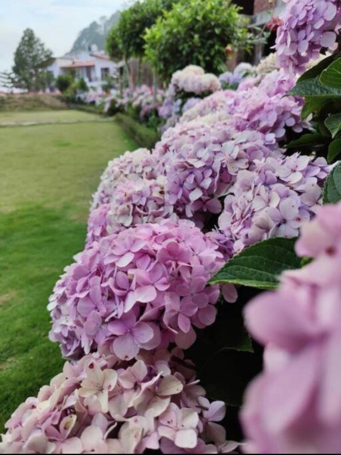 Kafal Tree Home Stay - Pet Friendly Bhowali المظهر الخارجي الصورة