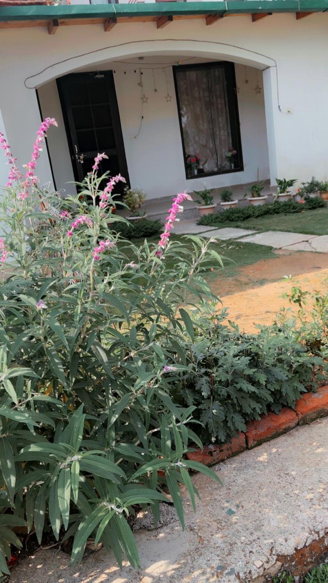 Kafal Tree Home Stay - Pet Friendly Bhowali المظهر الخارجي الصورة
